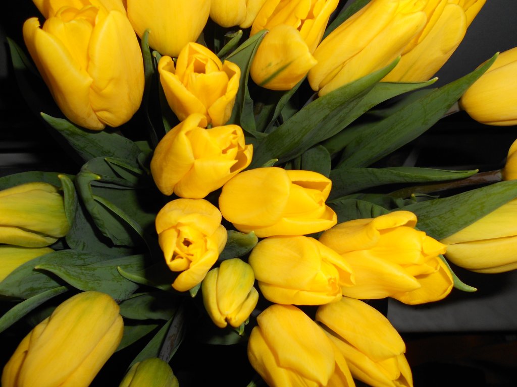 Tulipany :)