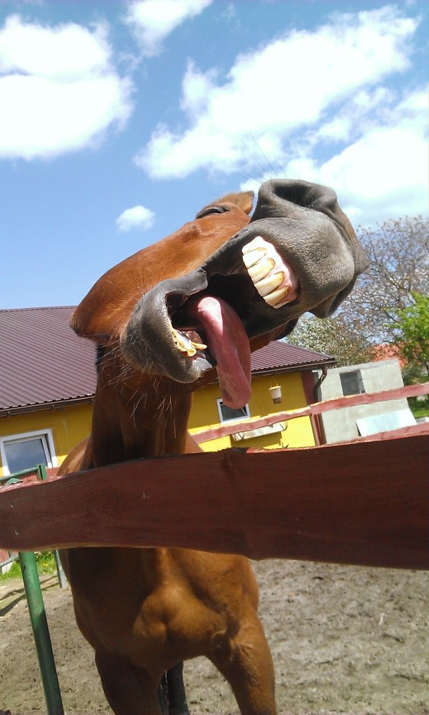Szalony ;*