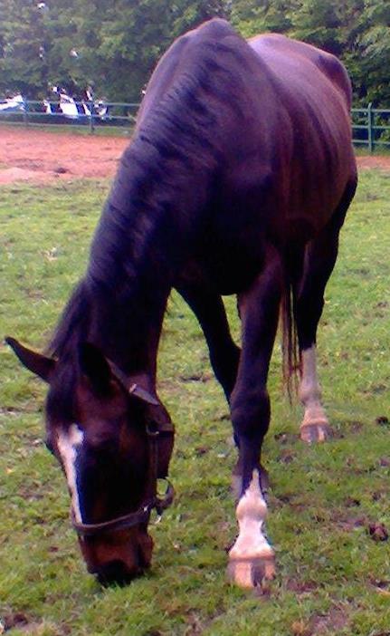 Waldor