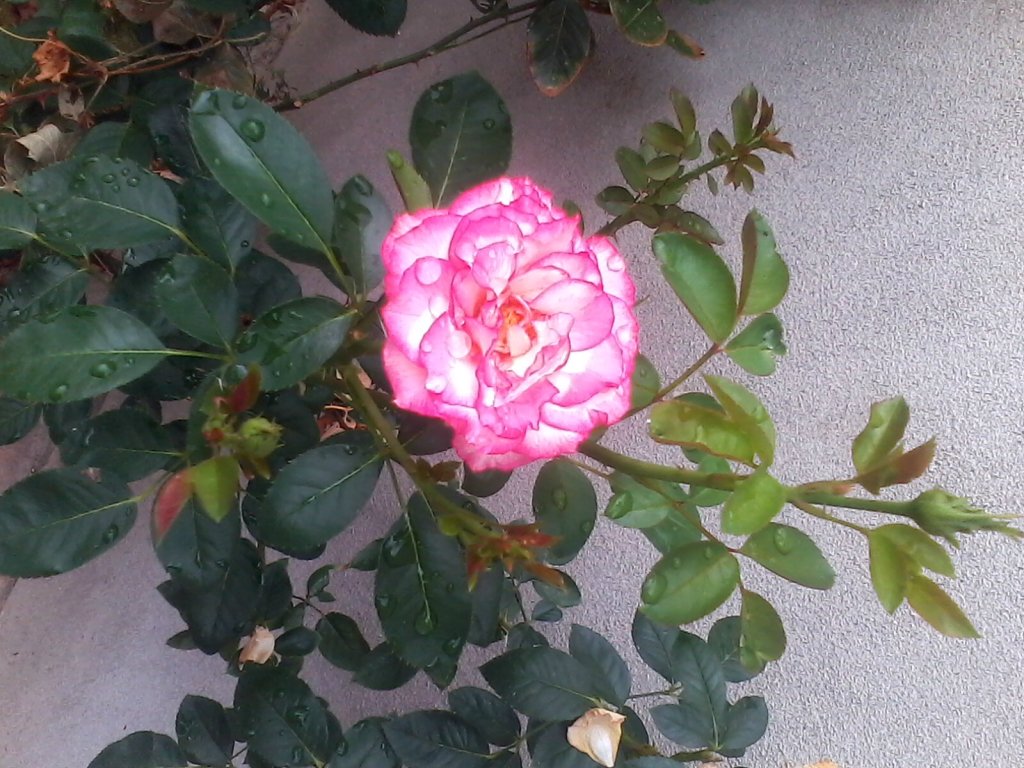 rosa....