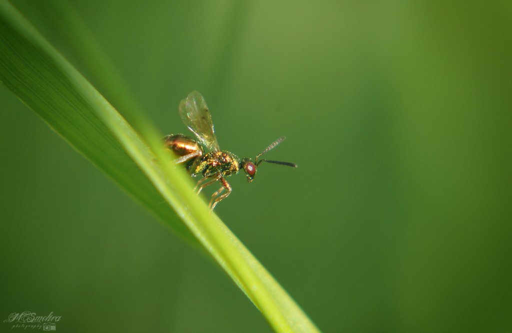owadzisko.