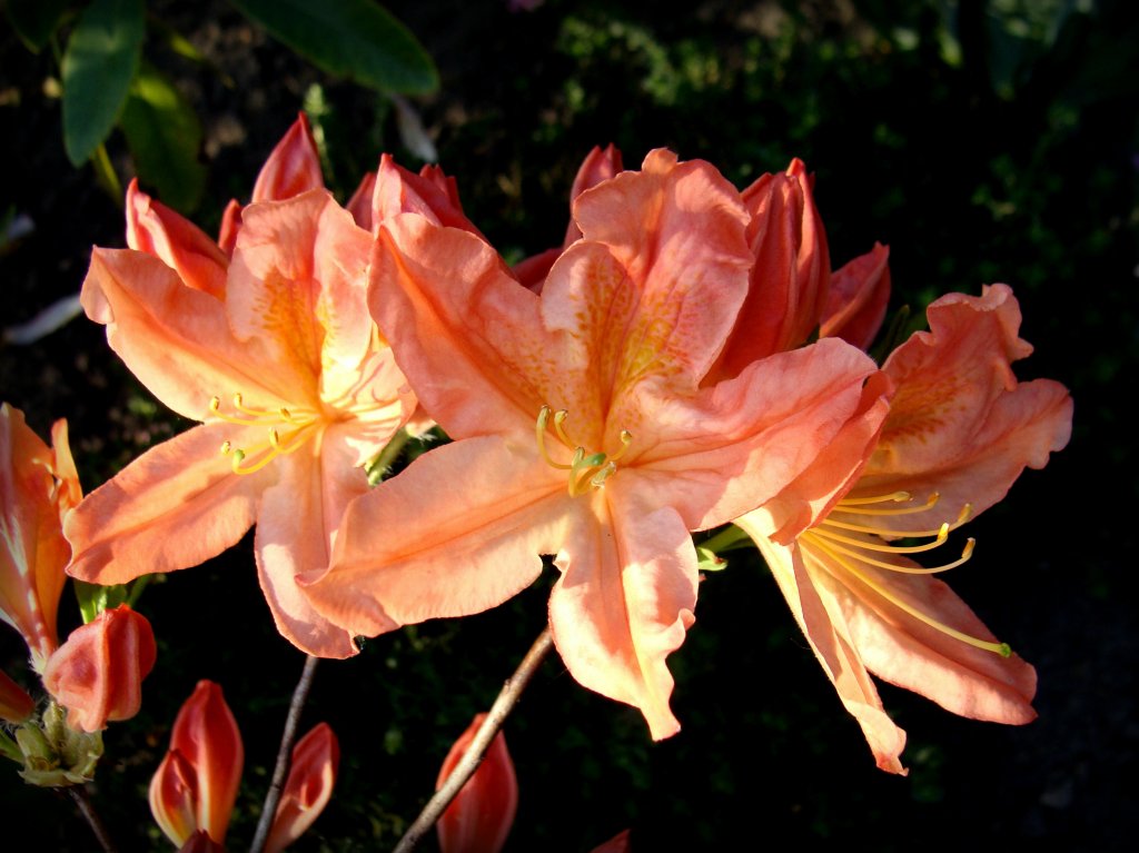 Rododendrony