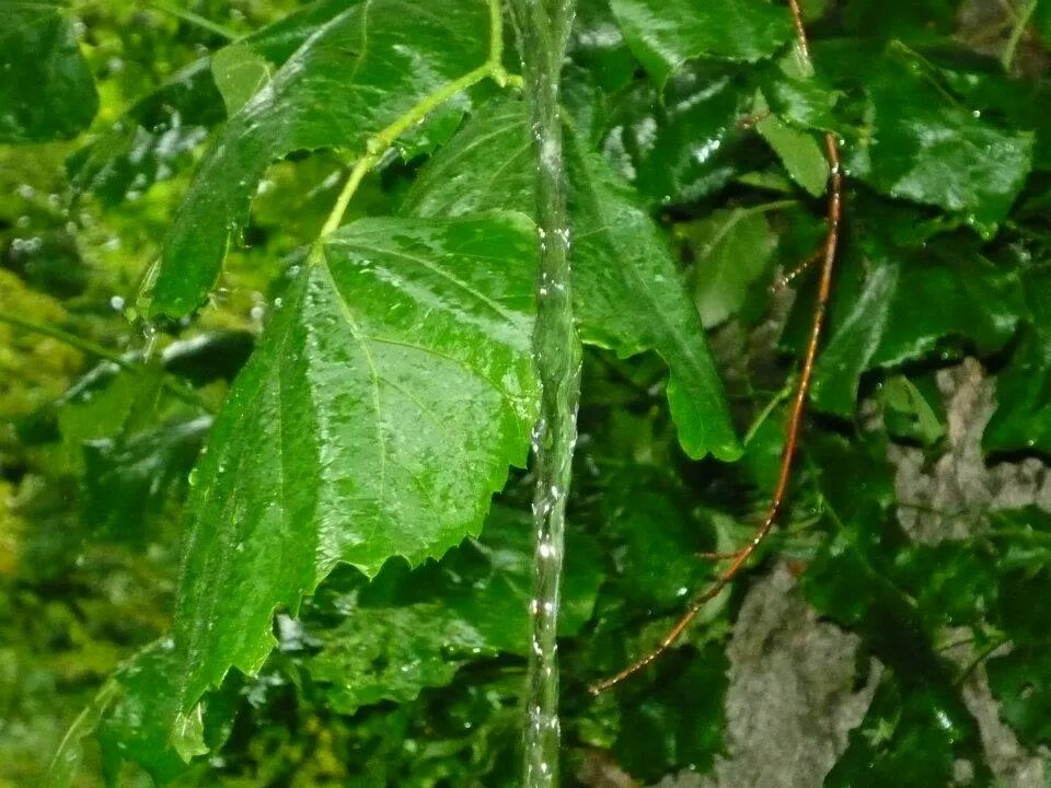pynce myli