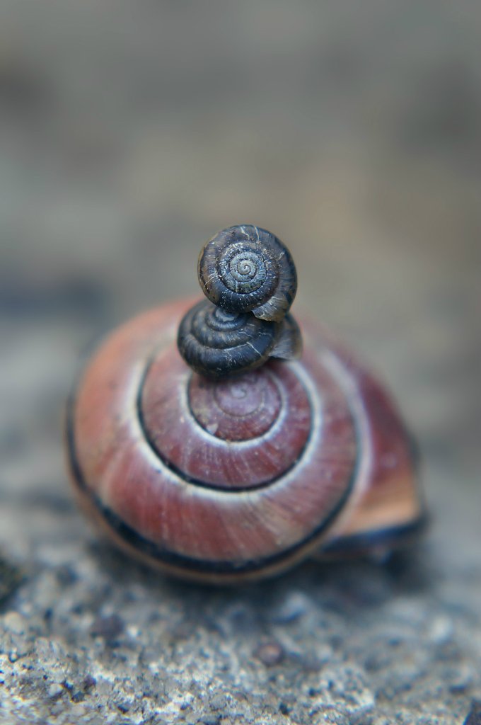 muszelkowe.