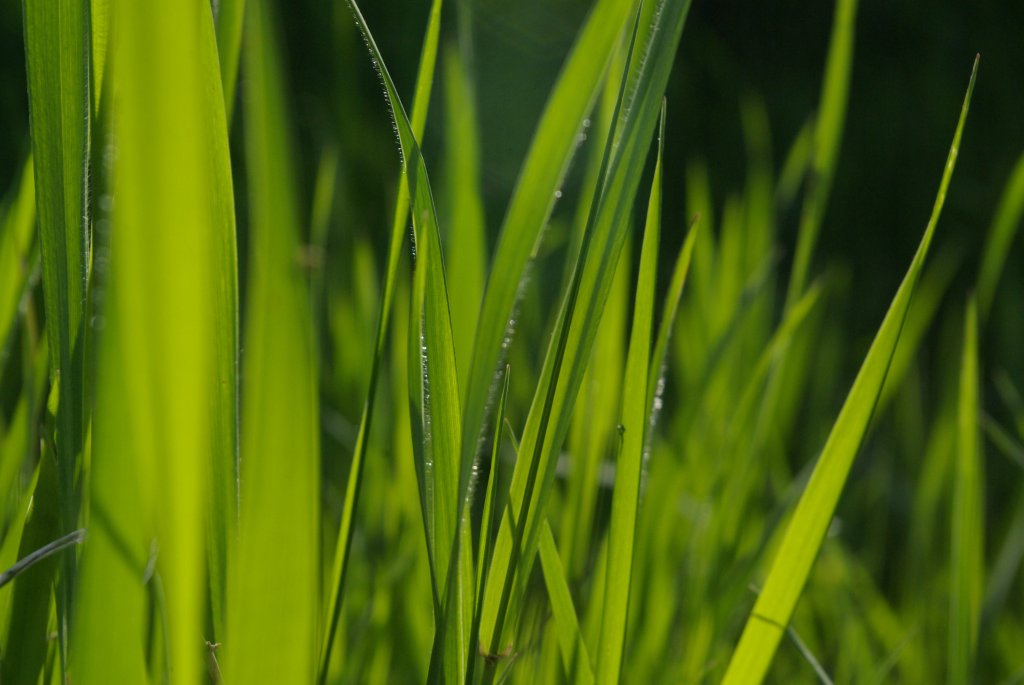 grasslands