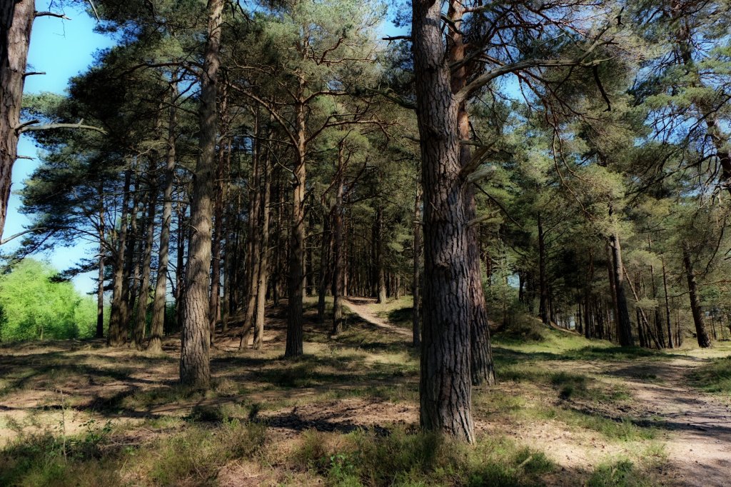 New Forest 