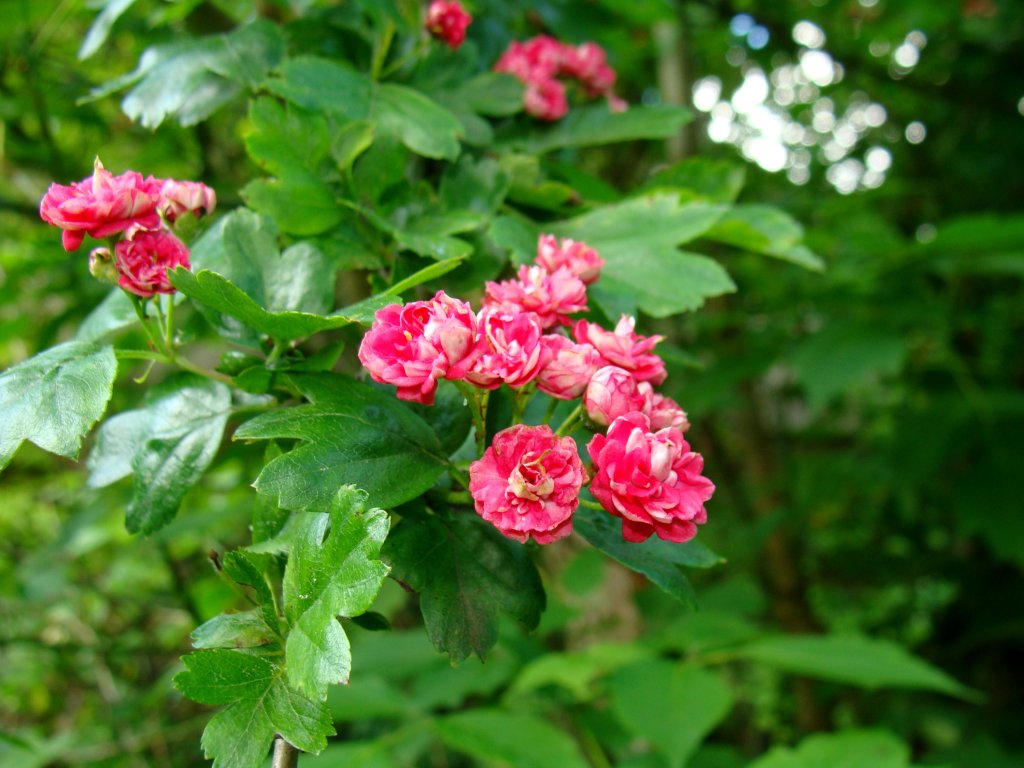 Gg poredni 'Paul's Scarlet'