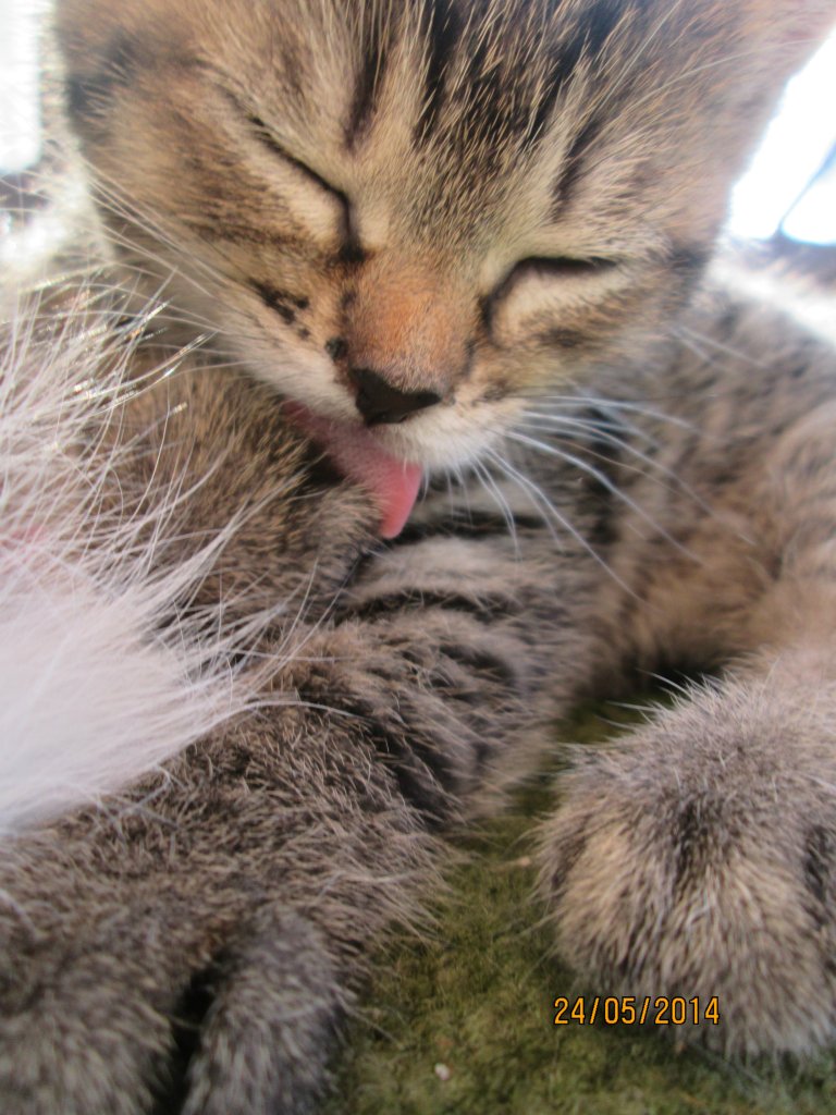 Kiciu 