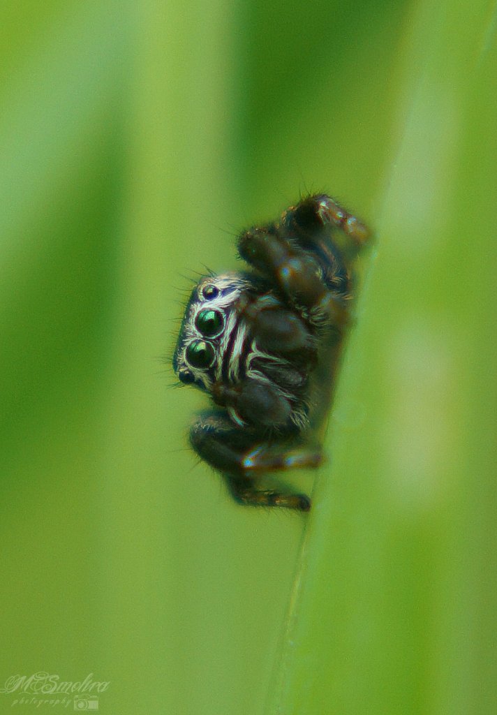 oczka.