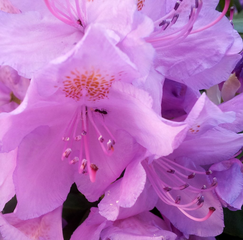 Rododendron.