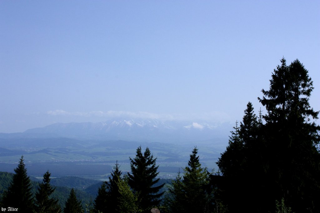 Turbacz