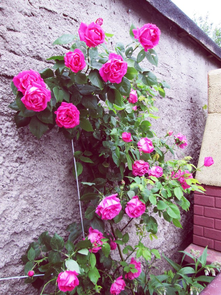 Roses.