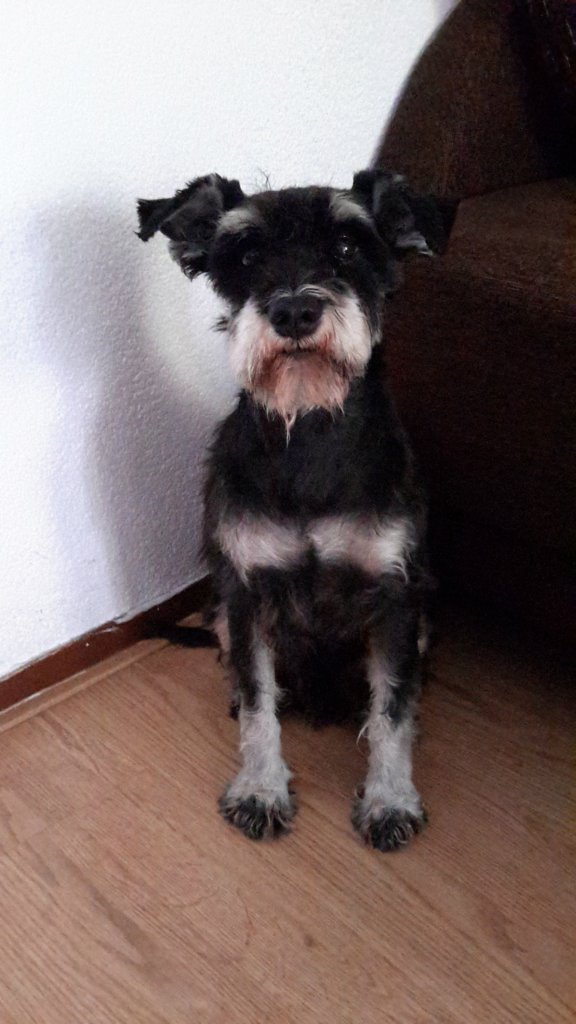Moj pieselek :*