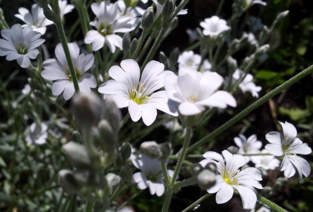 Rogownica skalna.