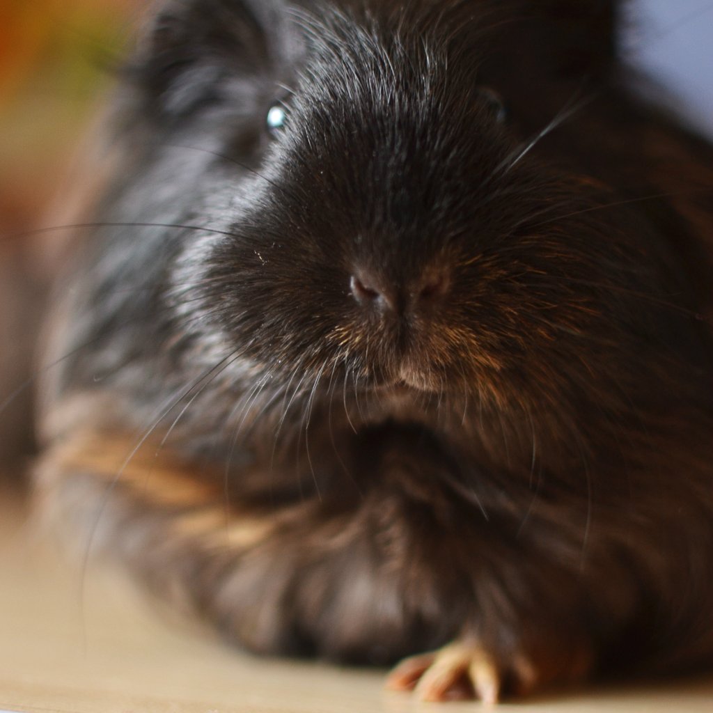 PUSIA :3