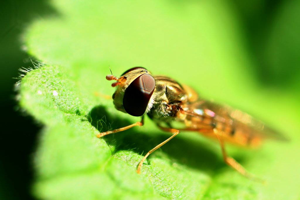 BzzzZZt.