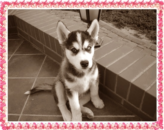 My husky 