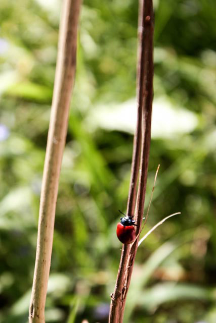 small&red