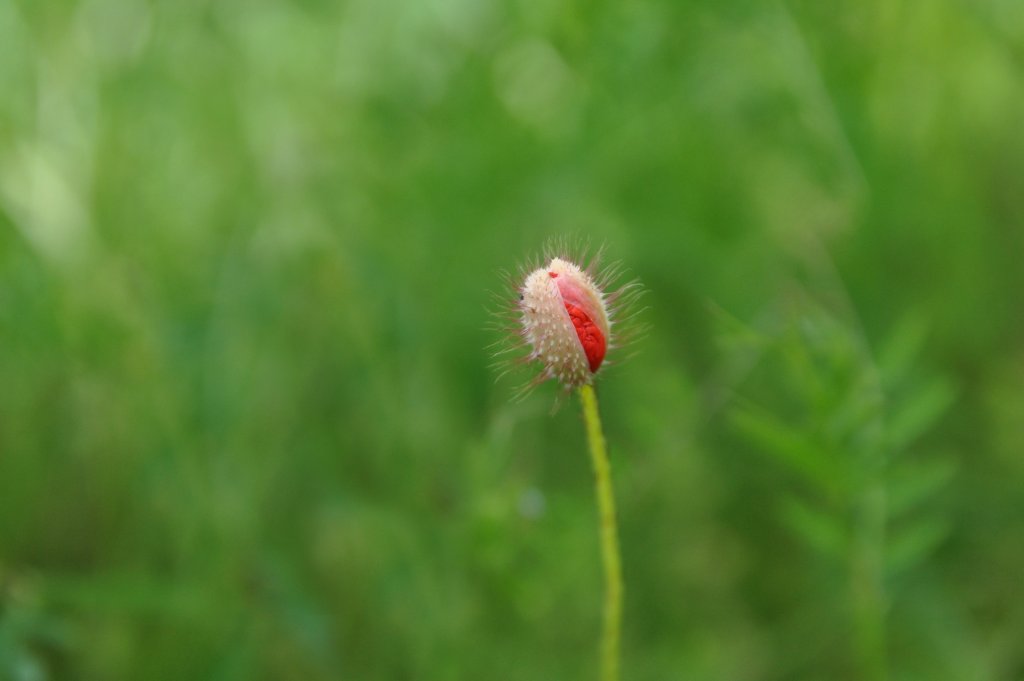 makowisko cd