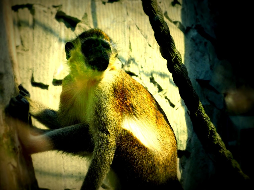 ZOO