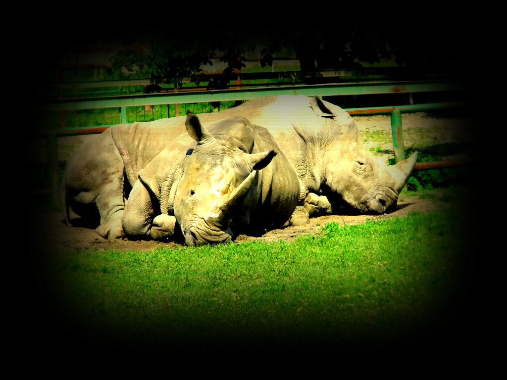 ZOO