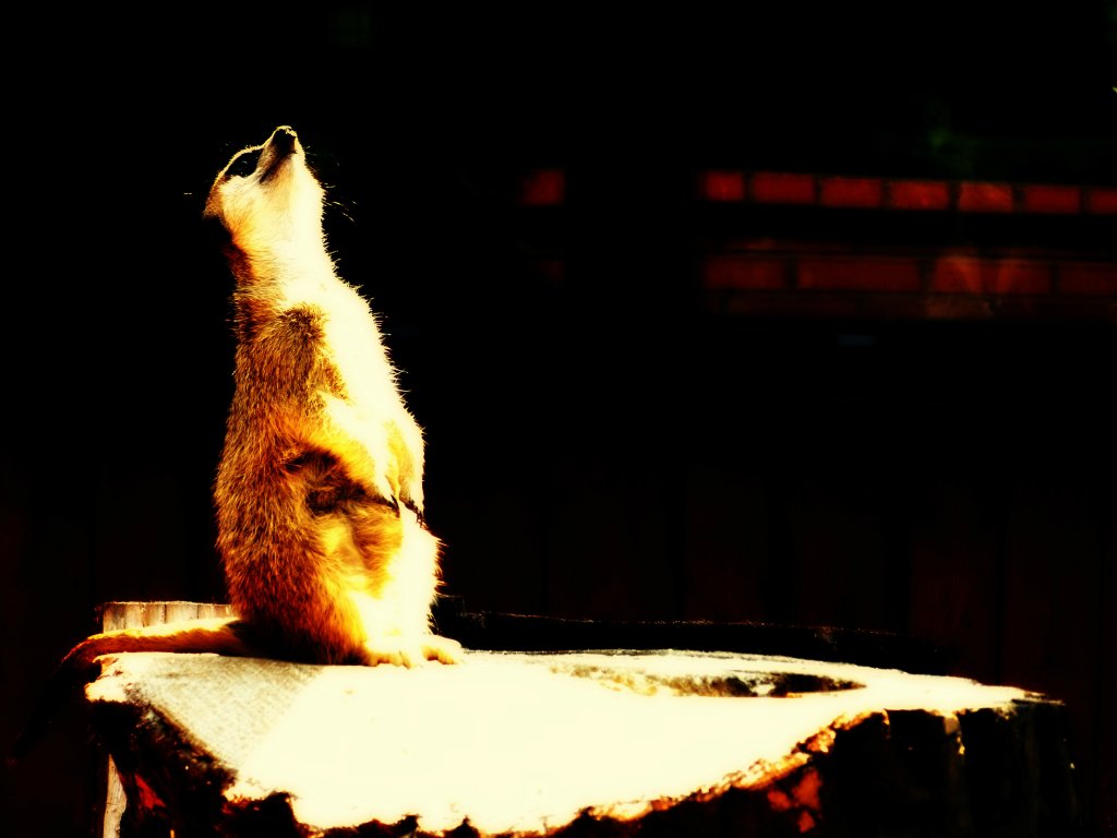 ZOO