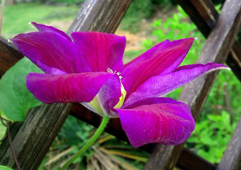 Klematis ;)