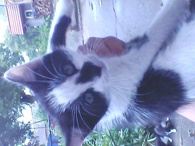 Kiciu