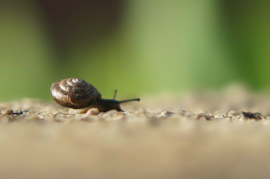 limaczek.