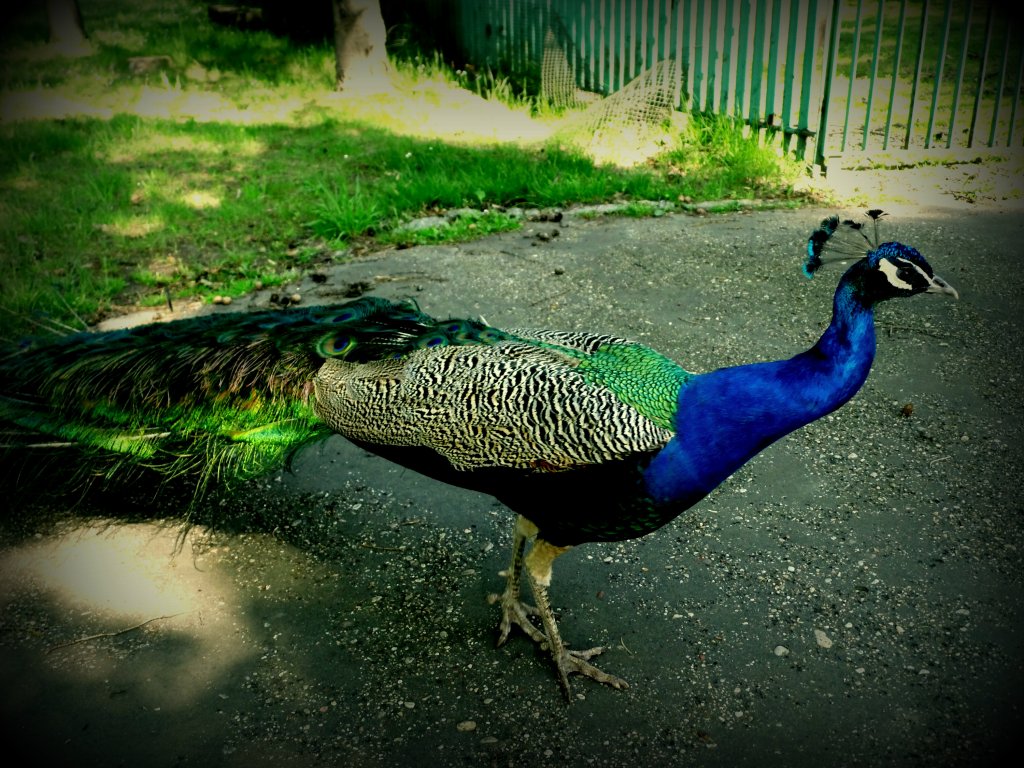 ZOO.
