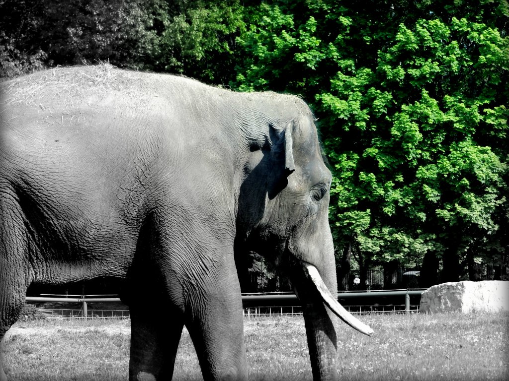 ZOO. SO.