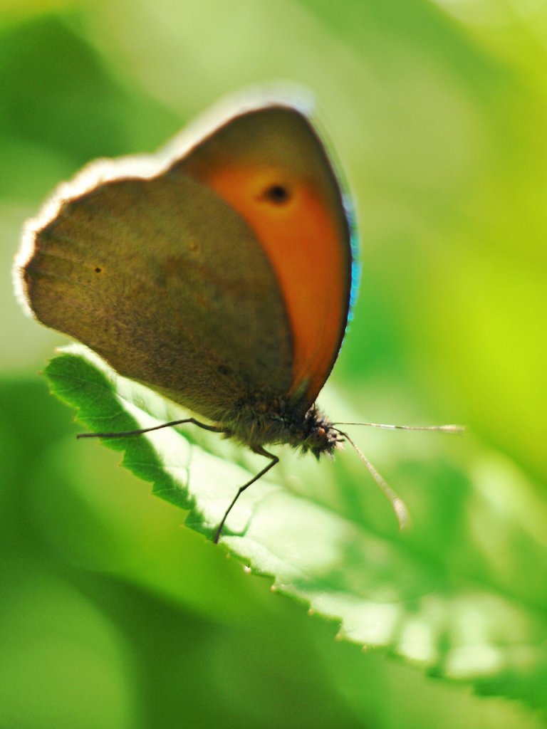 Motyl..