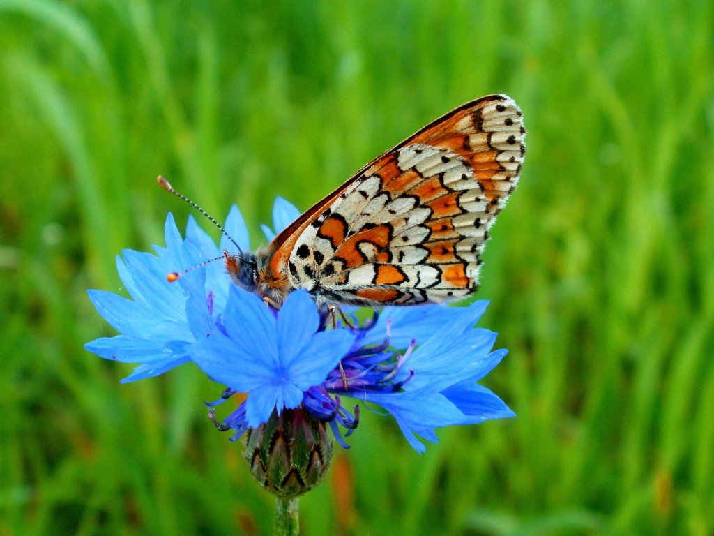 Motyl 