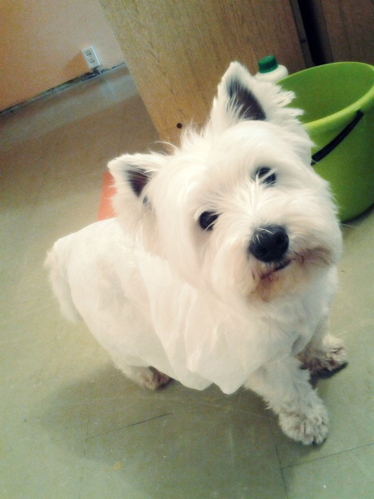 Fluffy ! 