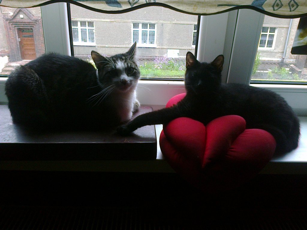 katzen 