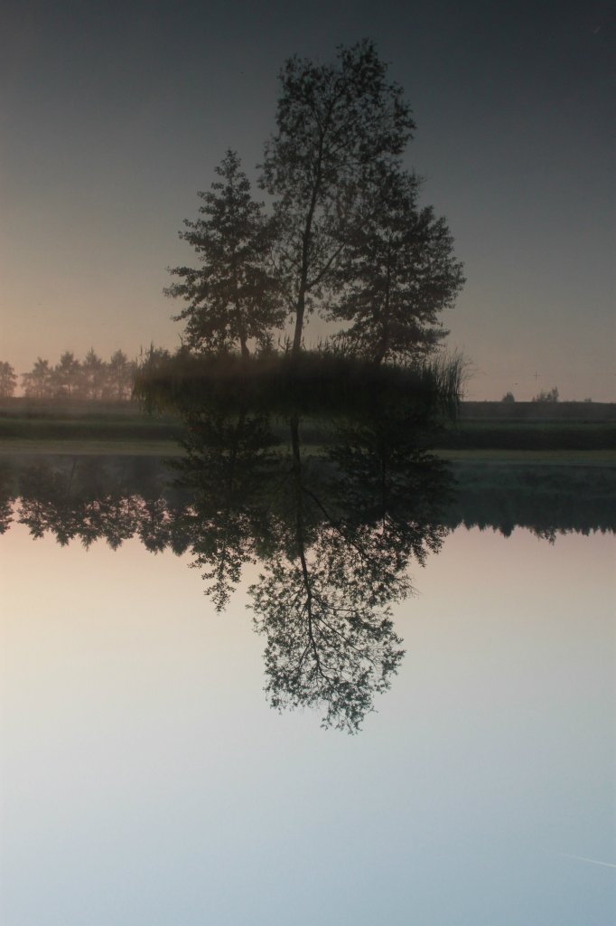 Drzewo marze 