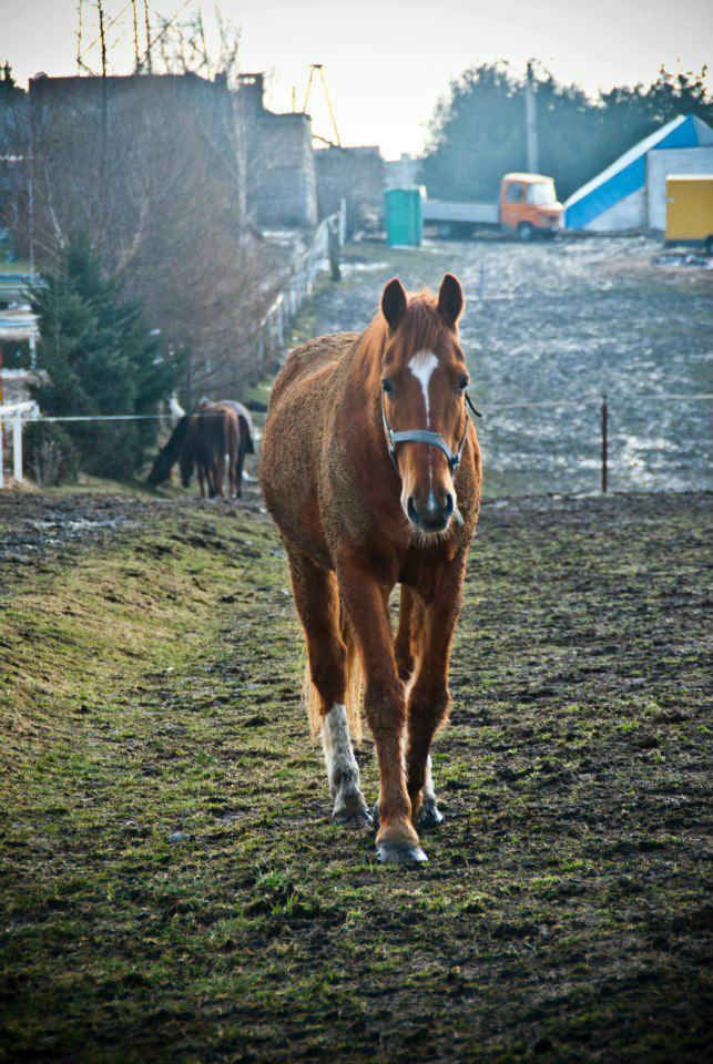 Huzar