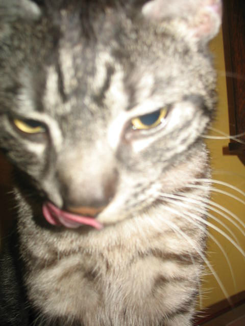 taaa
