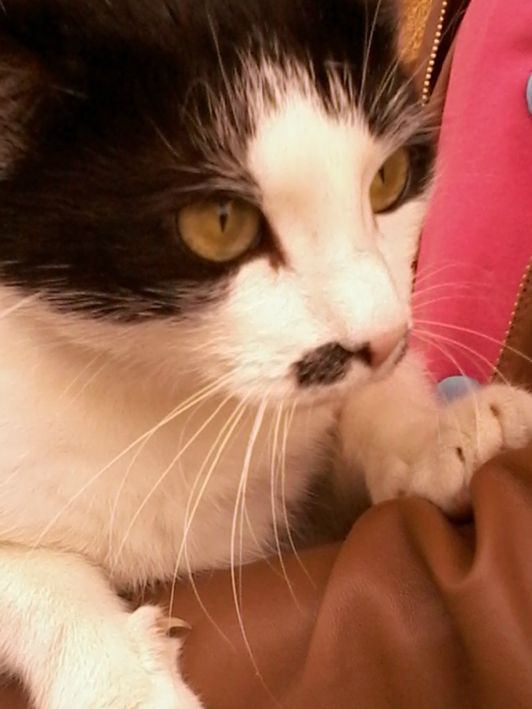 Mj kotek Nuka *o*