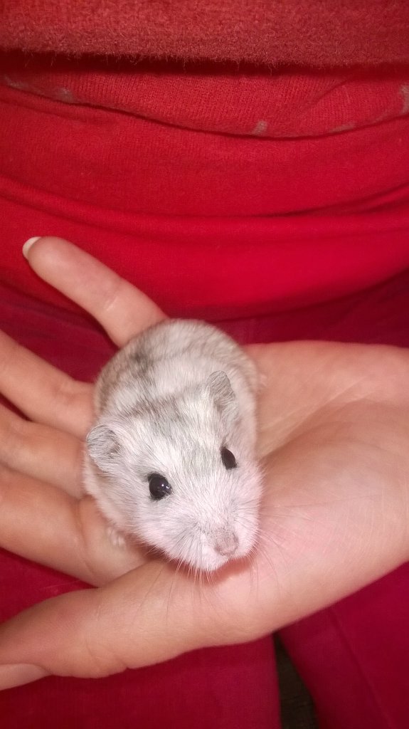 Chomik.