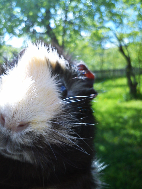 Guinea again. :D