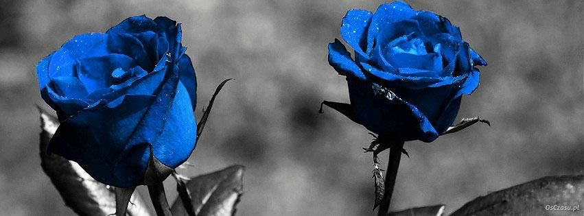 ROSES ARE BLUE ;33