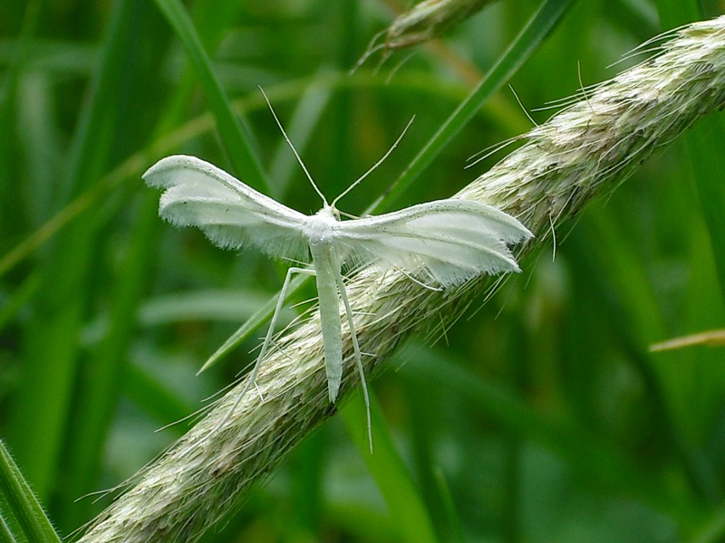 Pirolotek