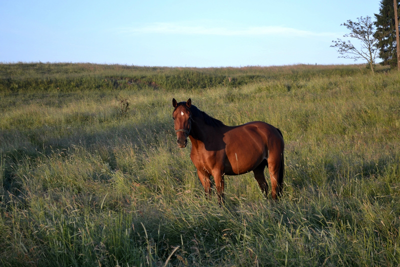 Aksel 