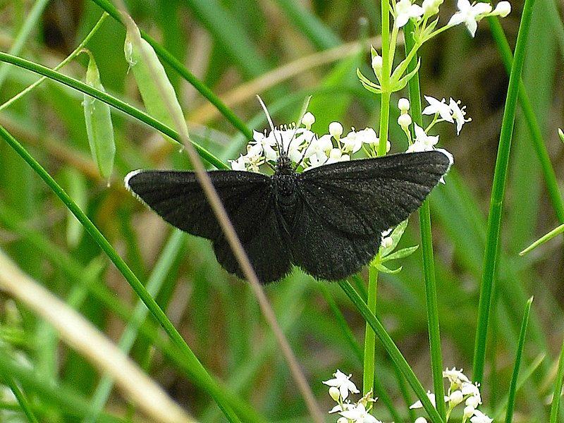 Biesek murzynek (Odezia atrata)