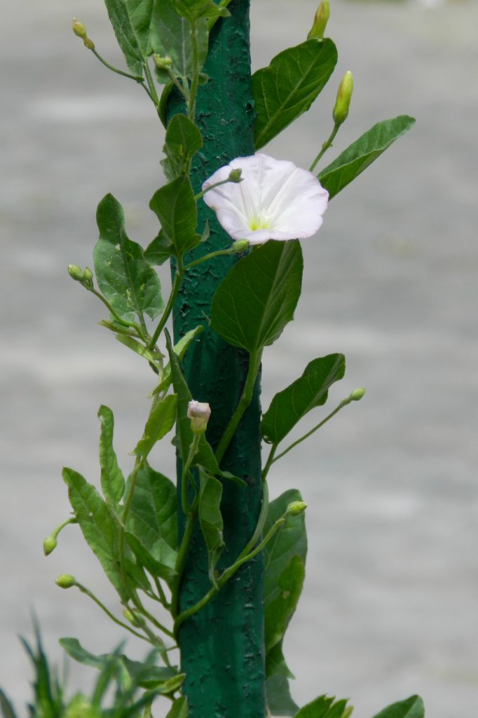 powj polny