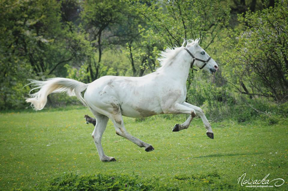 Zair