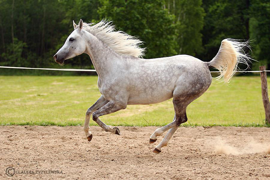 Zilena