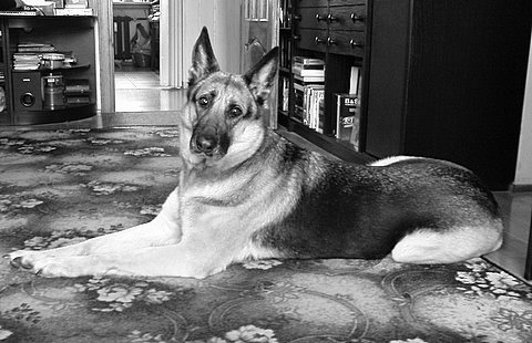Yorga  29.06.1999 - 22.06.2014