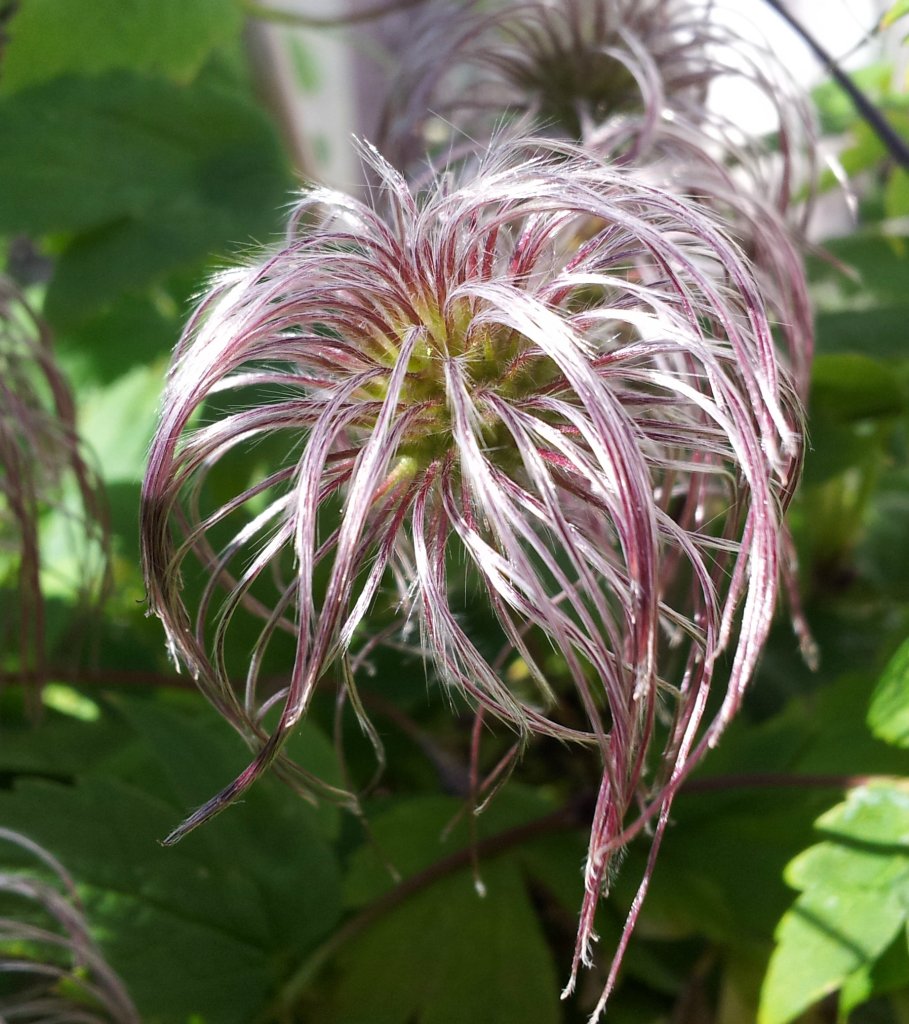 Clematis.